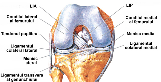 ruperea ligamentului simptomelor articulației genunchiului și tratament